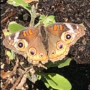 Meet your Posher, Wally